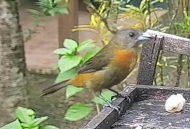 Passerini's tanager