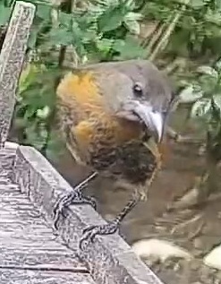Passerini's tanager