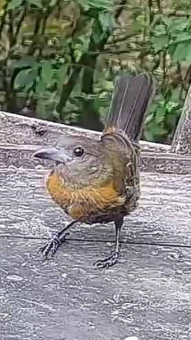 Passerini's tanager