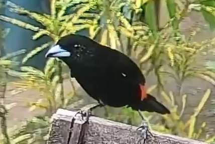 Flame-rumped Tanager