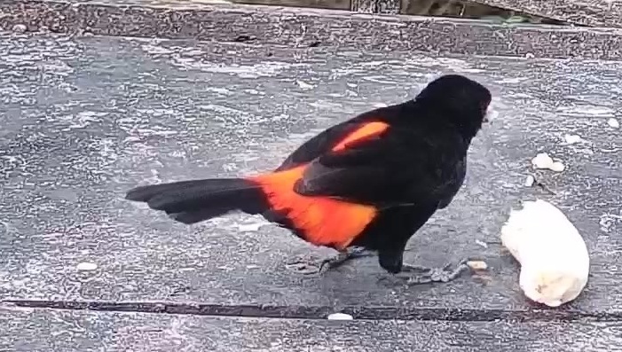Flame-rumped Tanager