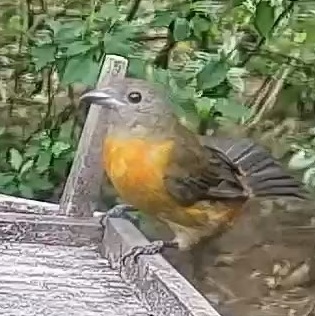 Flame-rumped Tanager