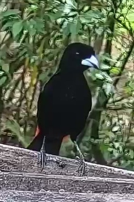 Passerini's tanager