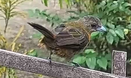 Passerini's tanager