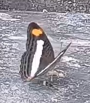 Pavon Emperor
