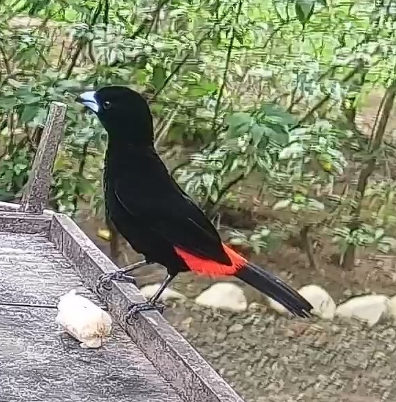 Passerini's tanager
