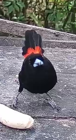 Passerini's tanager