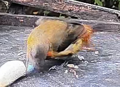 Passerini's tanager