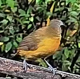 Passerini's tanager
