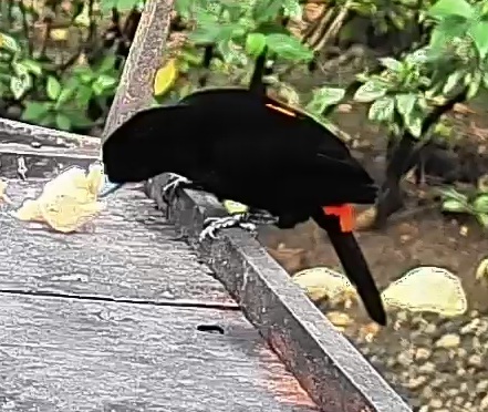 Flame-rumped Tanager