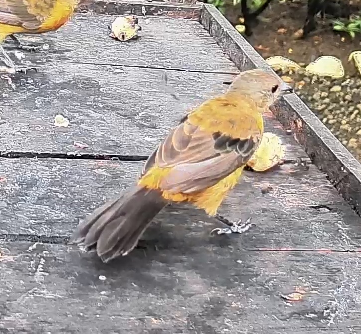 Passerini's tanager