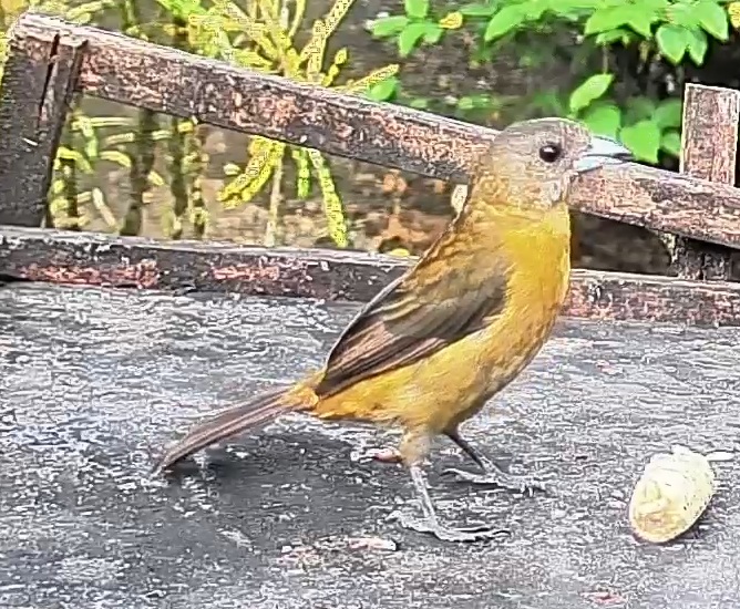 Passerini's tanager