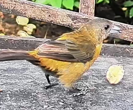 Passerini's tanager