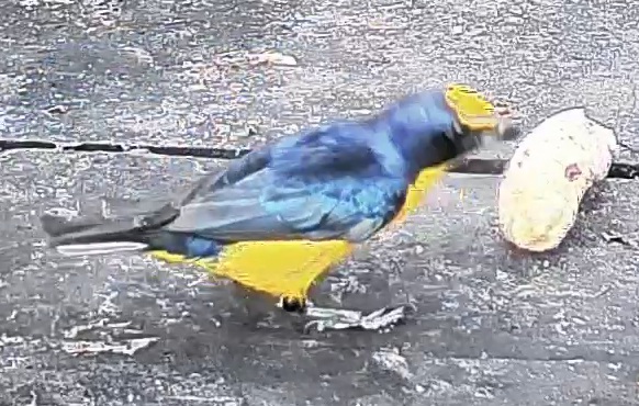 Yellow-throated Euphonia
