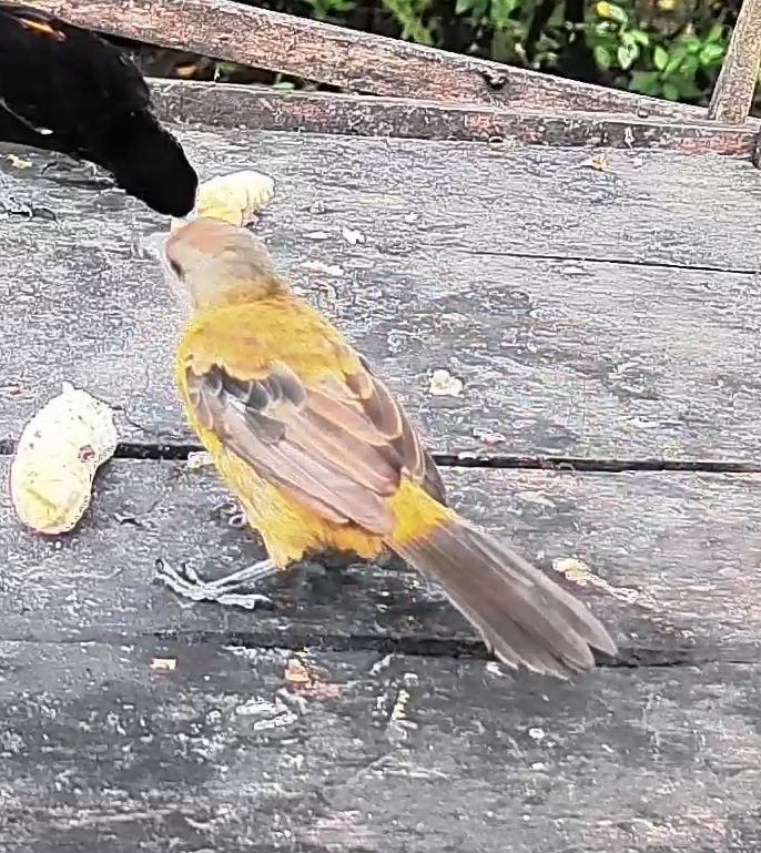 Passerini's tanager