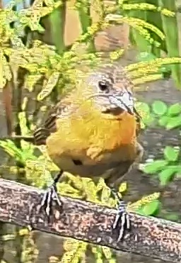 Passerini's tanager