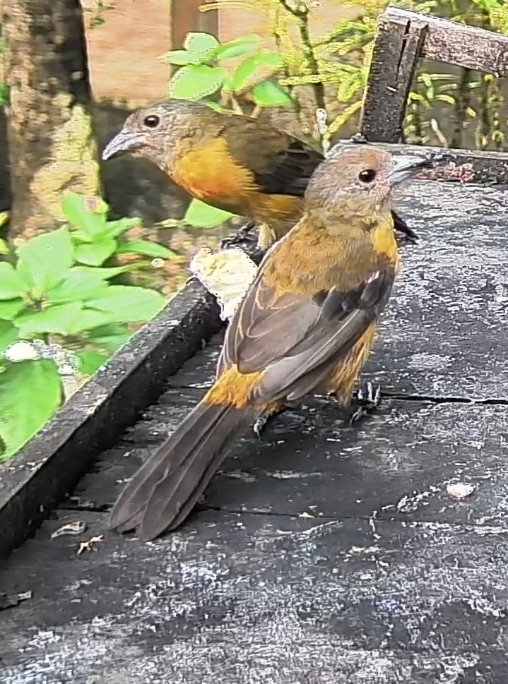 Passerini's tanager