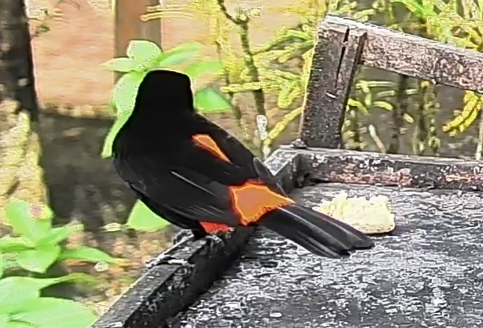 Passerini's tanager