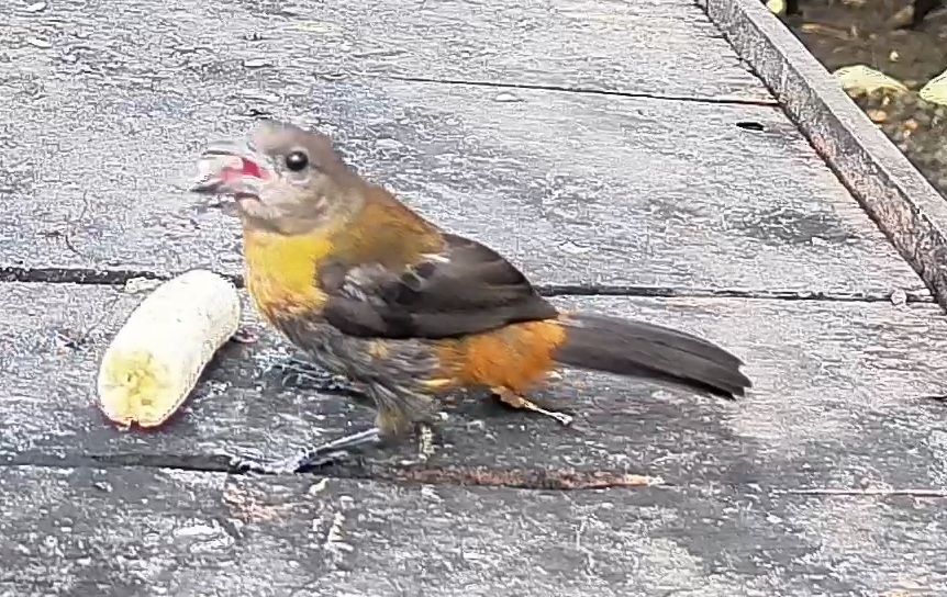 Passerini's tanager
