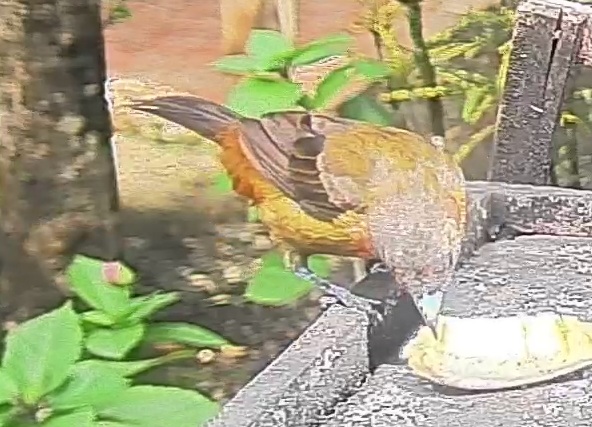 Passerini's tanager