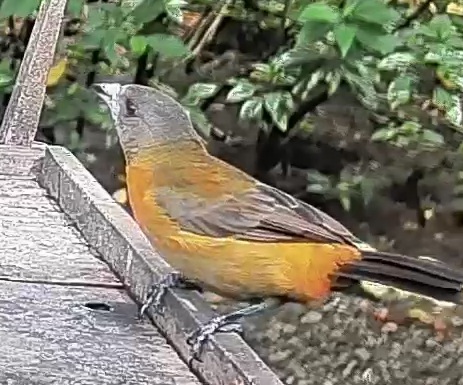 Passerini's tanager