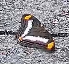 Pavon Emperor
