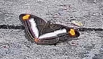 Pavon Emperor