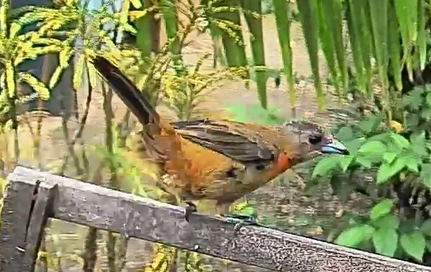 Passerini's tanager
