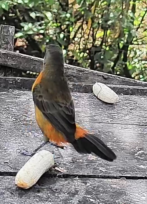Passerini's tanager