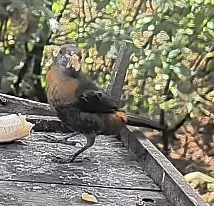 Puerto rican bullfinch