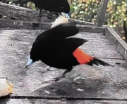 Passerini's tanager