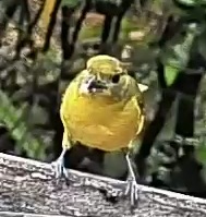Thick-billed euphonia