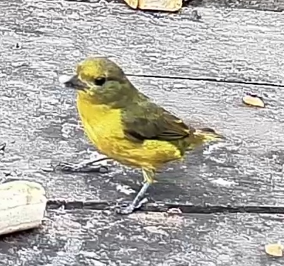 Thick-billed euphonia