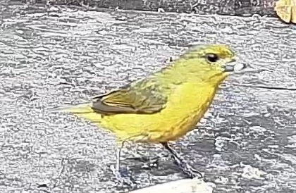 Thick-billed euphonia