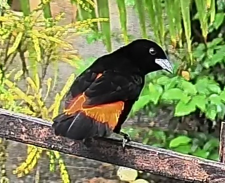 Flame-rumped Tanager