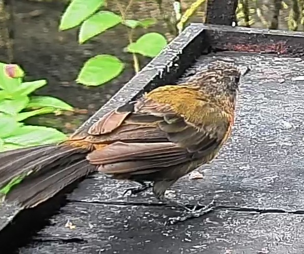 Passerini's tanager