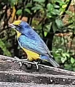 Spot-crowned Euphonia