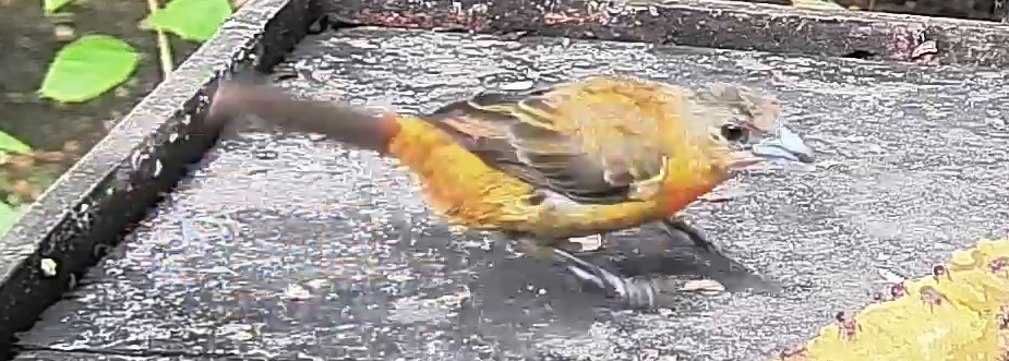 Passerini's tanager