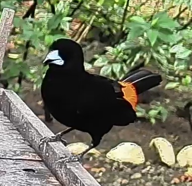 Flame-rumped Tanager