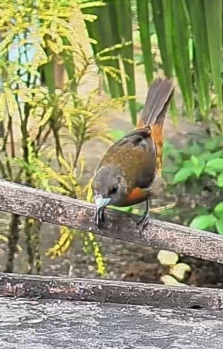 Passerini's tanager
