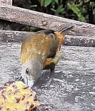 Passerini's tanager