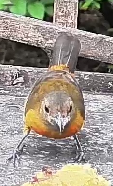 Passerini's tanager
