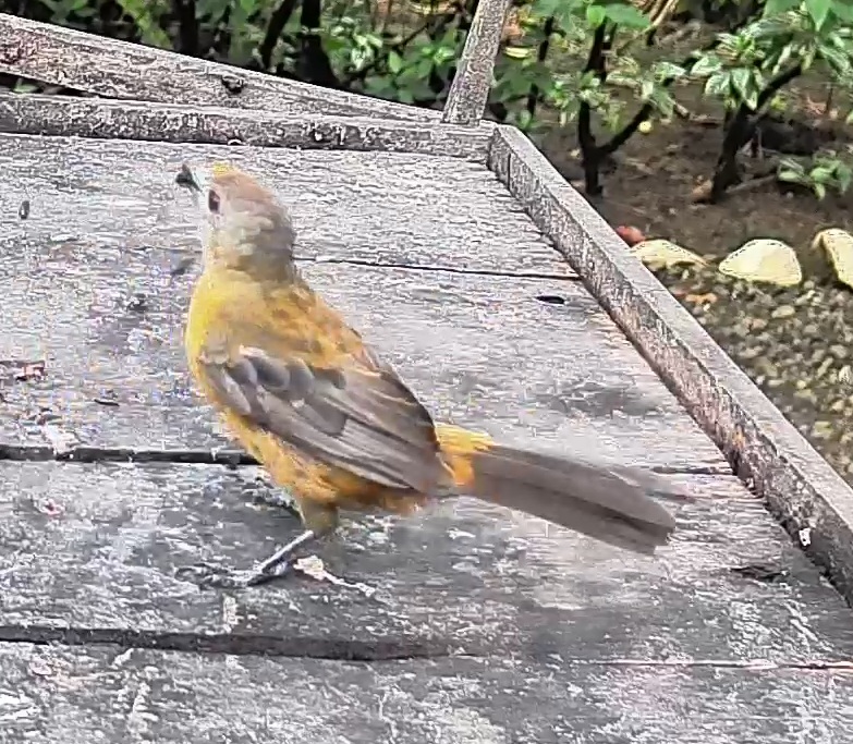 Passerini's tanager