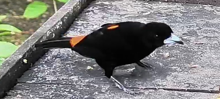 Flame-rumped Tanager