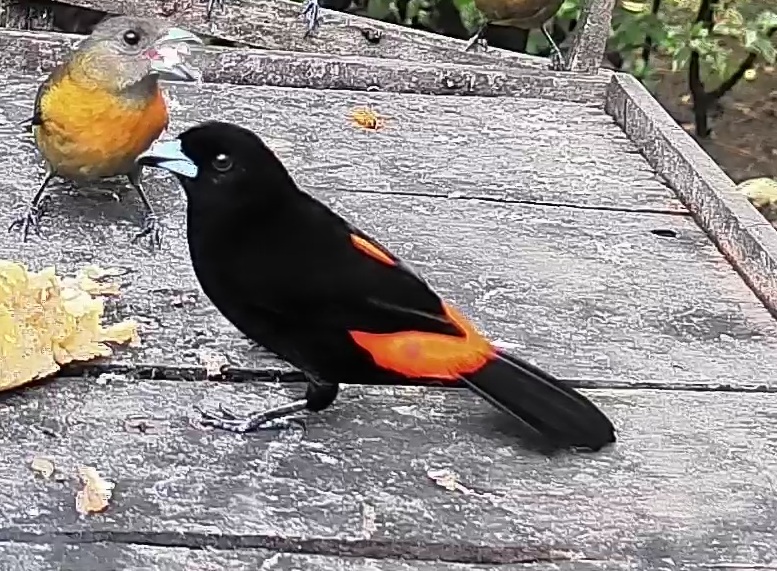 Flame-rumped Tanager