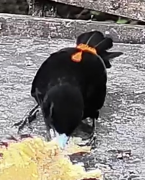 Flame-rumped Tanager