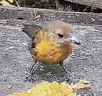 Baltimore Oriole