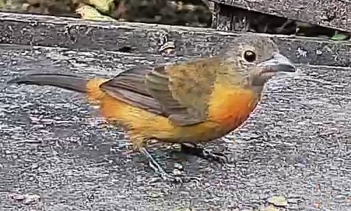 Passerini's tanager