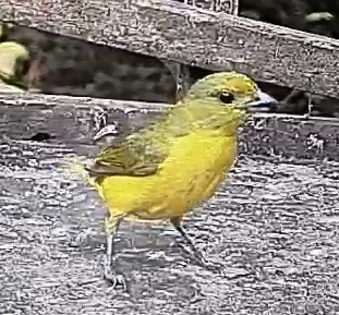 Spot-crowned Euphonia