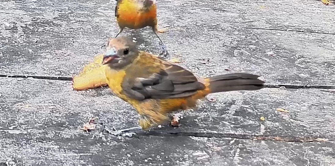 Passerini's tanager
